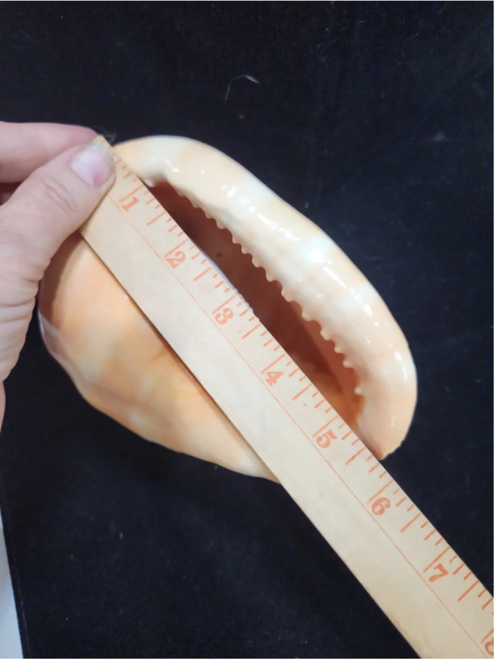 Natural Red Cameo Cypraecassis Conch Sea Shell 6x5x4